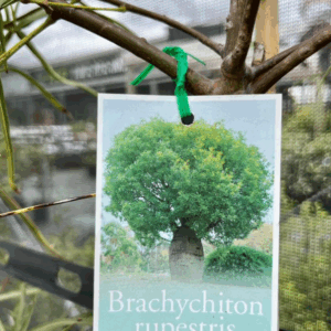 BRACHYCHITON rupestris (Queensland Bottle Tree)