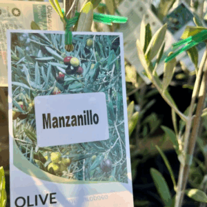 OLEA europaea 'Manzanillo' (Olive)