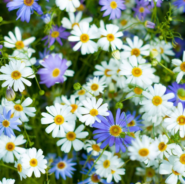 BRACHYSCOME Varieties