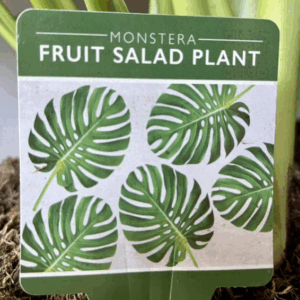 MONSTERA deliciosa (Fruit Salad Plant)