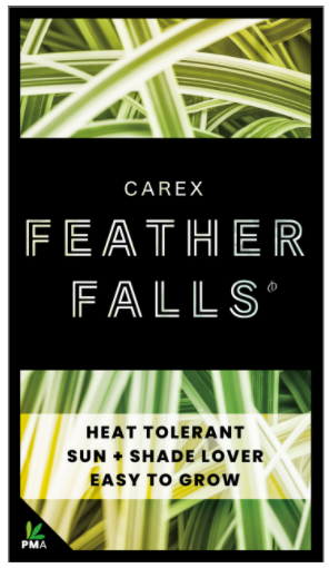 CAREX 'Feather Falls'