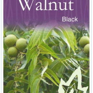 JUGLANS Nigra (Black Walnut)