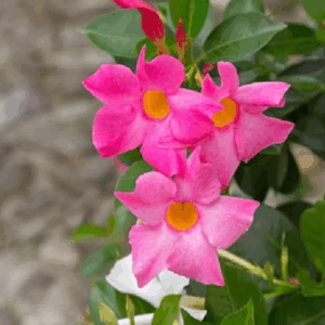 MANDEVILLA Assorted