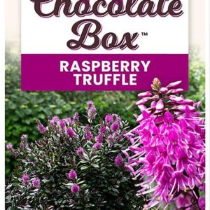 HEBE CHOCOLATE BOX™ Raspberry Truffle