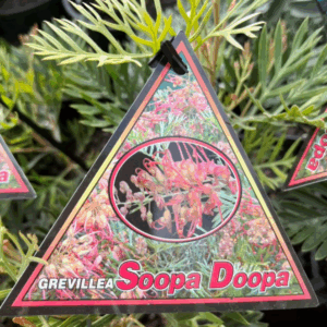GREVILLEA 'Soopa Doopa'