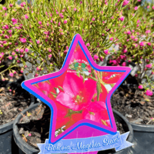 BORONIA 'Magenta Stars'