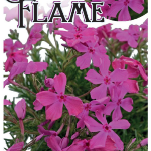 PHLOX 'Scarlet Flame'