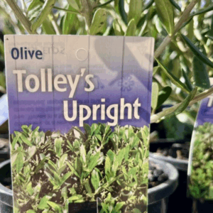 OLEA europaea 'Tolley's Upright' (Olive)