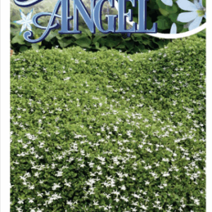 PRATIA ‘Snow Angel’