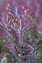 LEUCADENDRON 'Purple Haze'