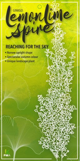 GINKGO biloba 'Lemonlime Spire'