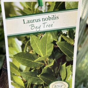 LAURUS Nobilis 'Bay Leaf'