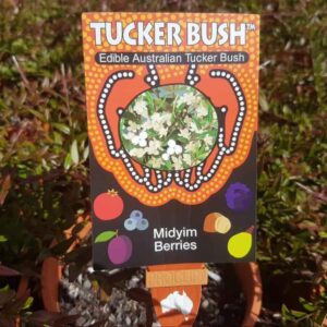 Tucker Bush Midyim Berries