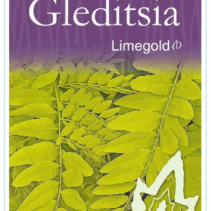 GLEDITSIA triacanthos inermis 'Limegold'