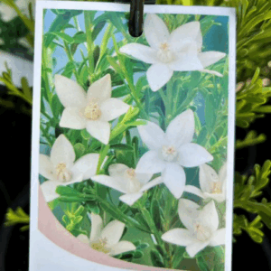 CROWEA exalata 'White Star'