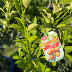 Cumquat Calamondin