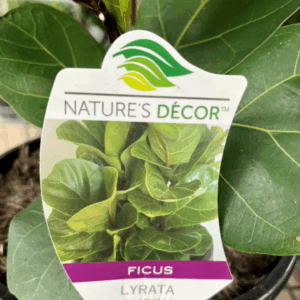 FICUS lyrata 'Bambino'