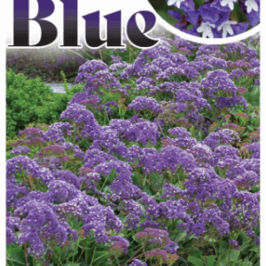 LIMONIUM 'Perezii Blue' (Statice)