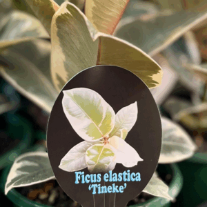FICUS elastica 'Tineke'
