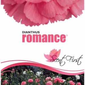 DIANTHUS 'Romance'