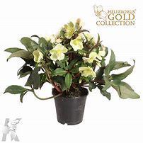 Helleborus Gold Collection rtm Marlon