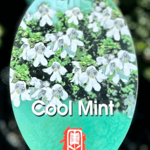 PROSTANTHERA cuneata 'Cool Mint'