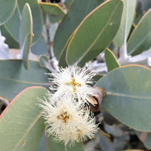 Eucalyptus pleurocarpa (tetragona silver)