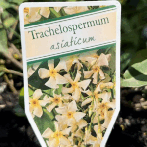 TRACHELOSPERMUM asiaticum