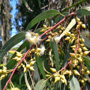 Eucalyptus camaldulensis