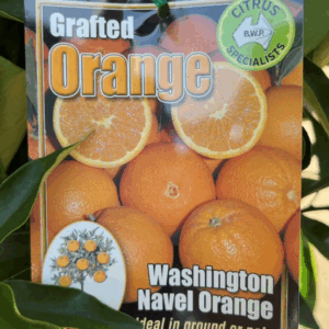 CITRUS Orange 'Washington Navel'