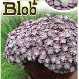 SEDUM 'Purple Blob'