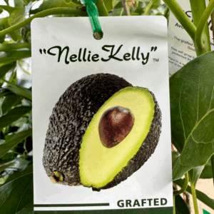 AVOCADO 'Hass'