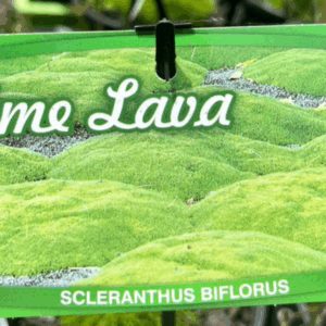 SCLERANTHUS biflorus 'Lime Lava'