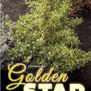 COPROSMA 'Golden Star'