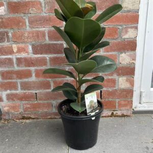 FICUS elastica 'Sofia'