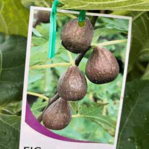 FIG 'Black Genoa'