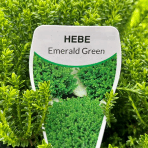 HEBE 'Emerald Green'