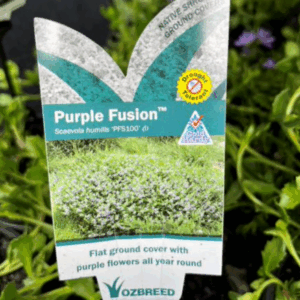 SCAEVOLA 'Purple Fusion' (PSF100)