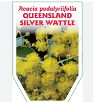 Acacia podalyriifolia