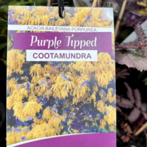 ACACIA baileyana 'Purpurea'