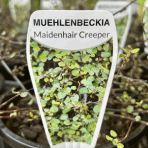 MUEHLENBECKIA complexa (Maidenhair Creeper)