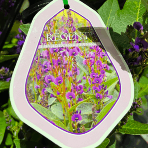 HARDENBERGIA violacea 'Regent'