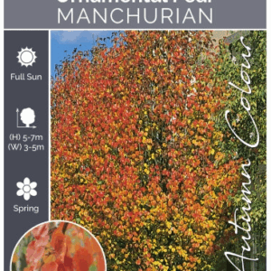 PYRUS ussuriensis 'Manchurian Pear'