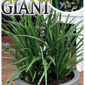 LIRIOPE 'Evergreen Giant'