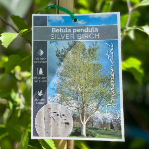 BETULA pendula alba (Silver Birch)