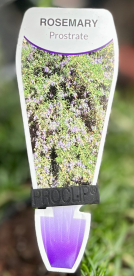 ROSMARINUS prostrate (Rosemary)