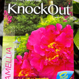 CAMELLIA Paradise ‘Knockout’