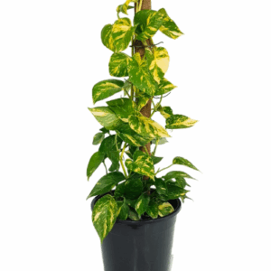 Pothos Devils Ivy