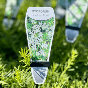 MYOPORUM parvifolium 'Fine Leaf Form'