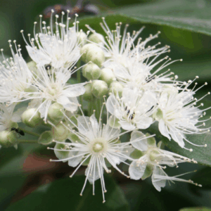 Backhousia citrodora